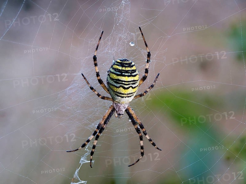 Wasp spider