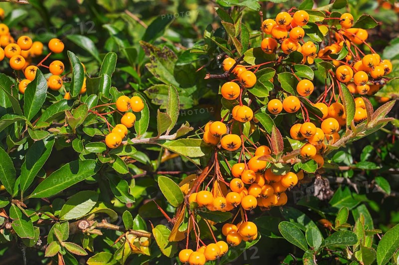 Firethorn