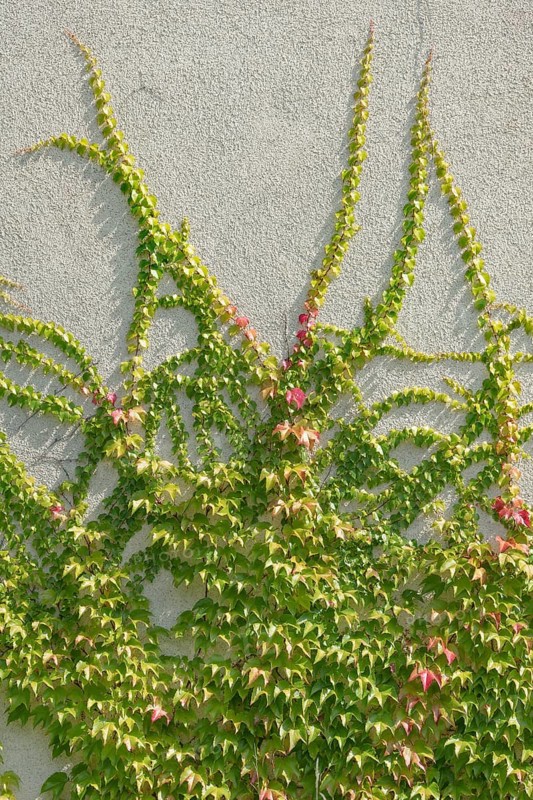 Boston ivy