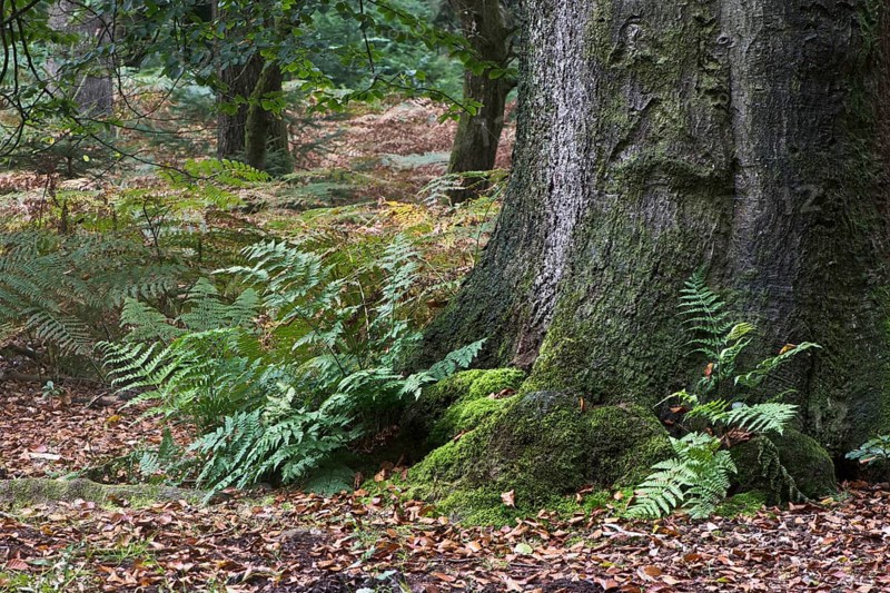 Lady fern