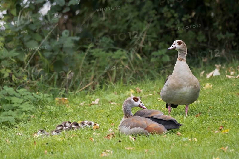 Pair of Egyptian Geese