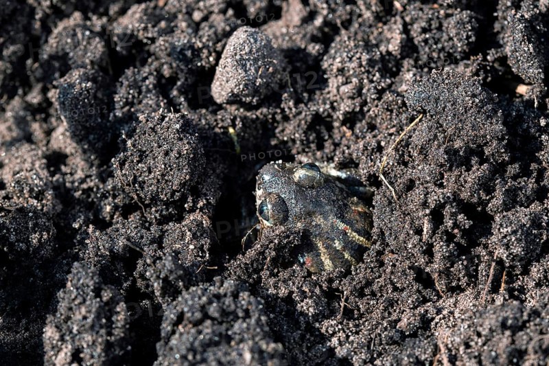 Common spadefoot