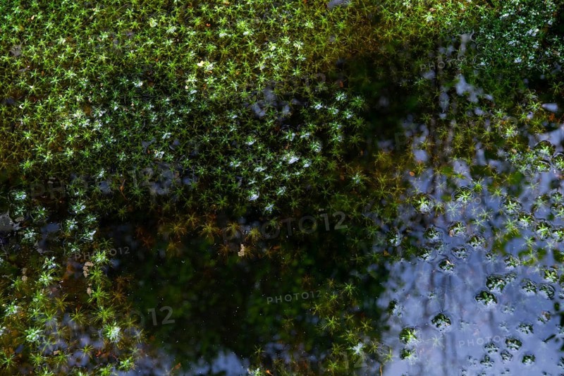 Peat mosses