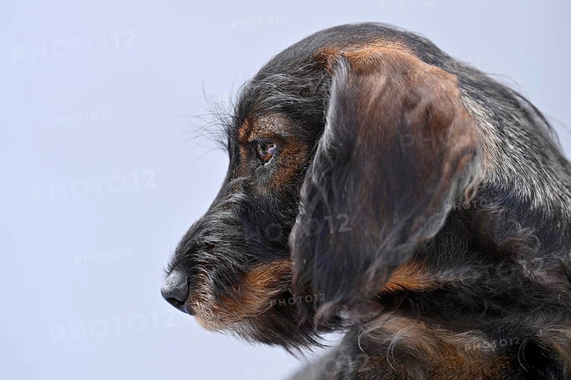 Wire-haired dachshund