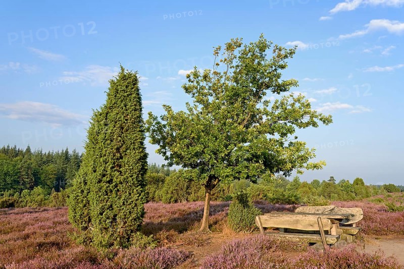 Heathland
