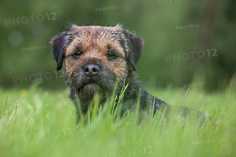 Border terrier