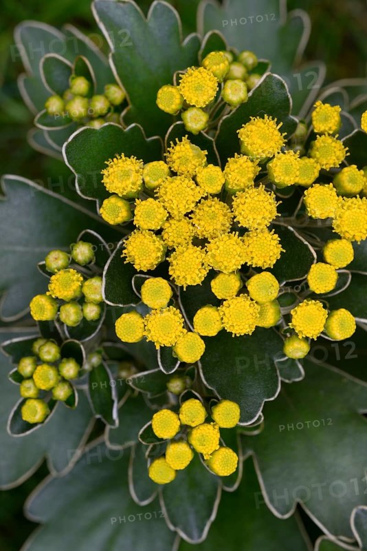Silver-edged Chrysanthemum