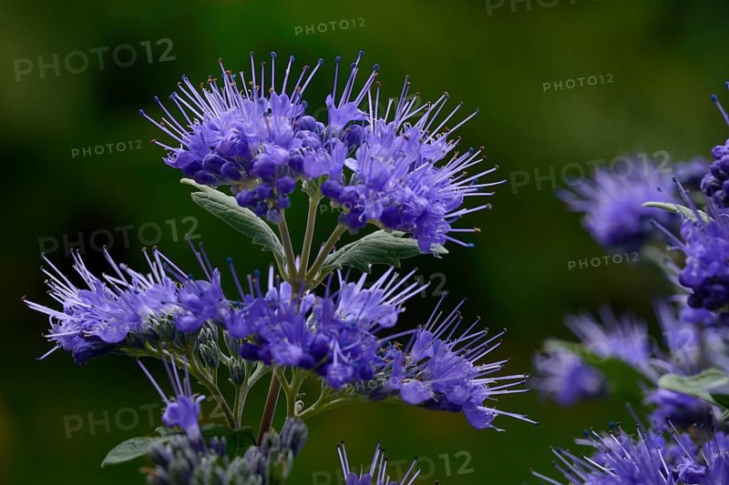 Flowering beard flower
