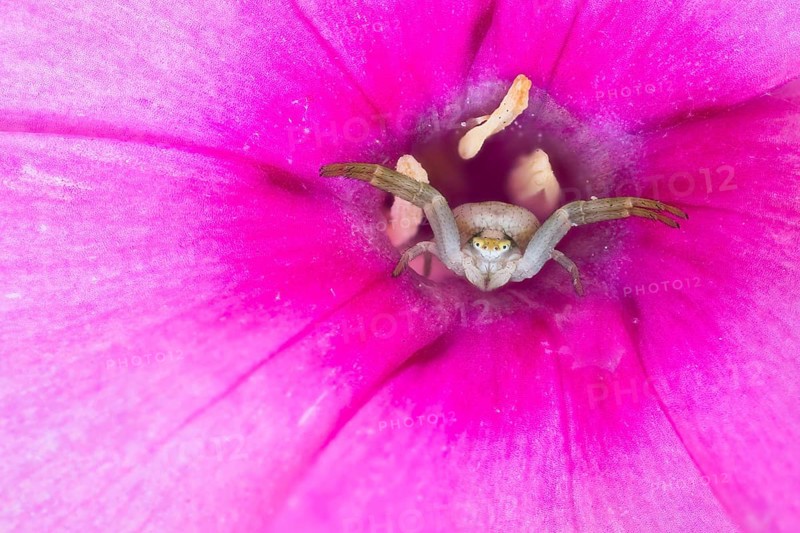 Goldenrod crab spider