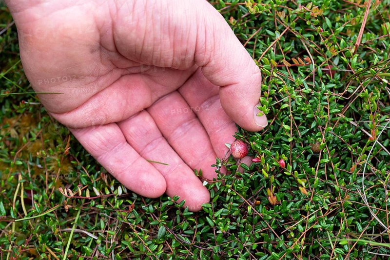 Small cranberry