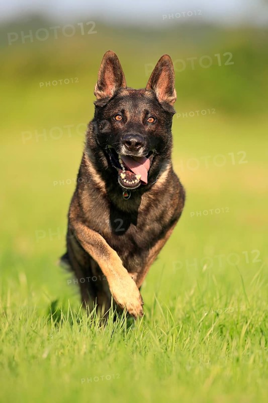 German shepherd Domestic dog