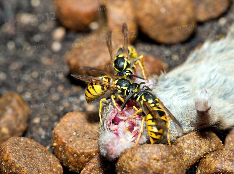 Three Wasps