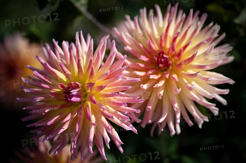 Semi-cactus Dahlias