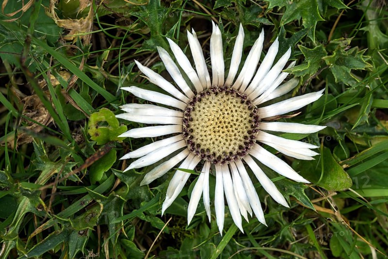 Silver thistle