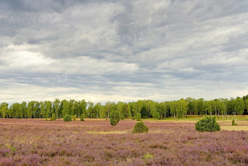 Heathland