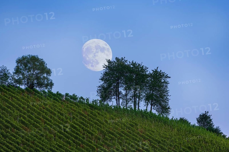 Moonrise over vineyard
