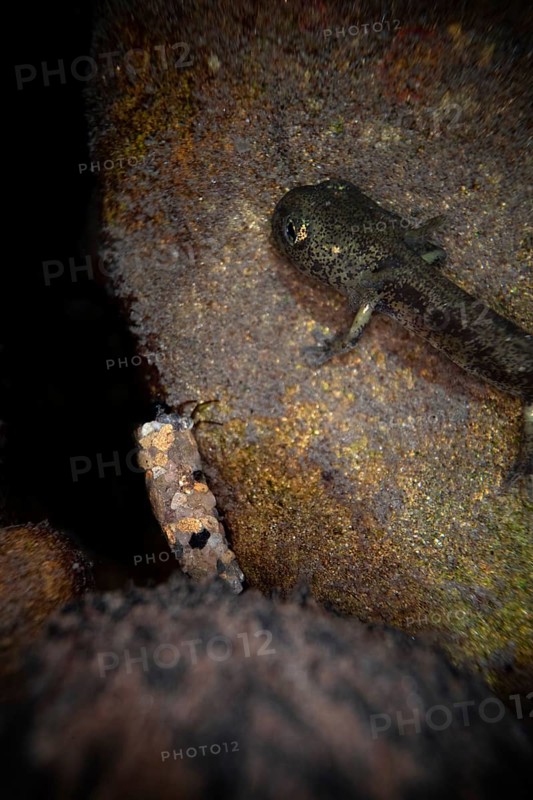 Fire salamander