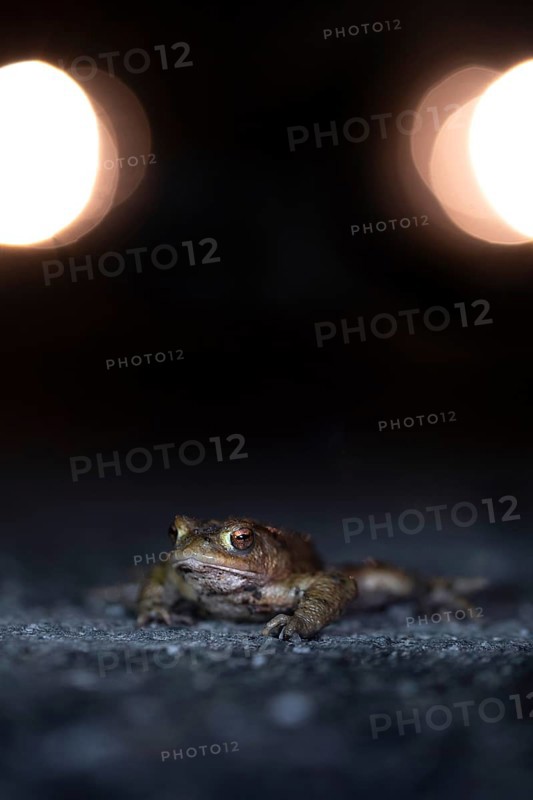 Common toad