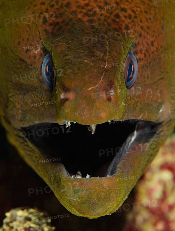 Close-up