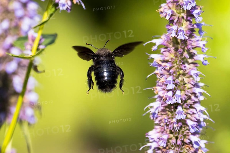 Violet carpenter bee
