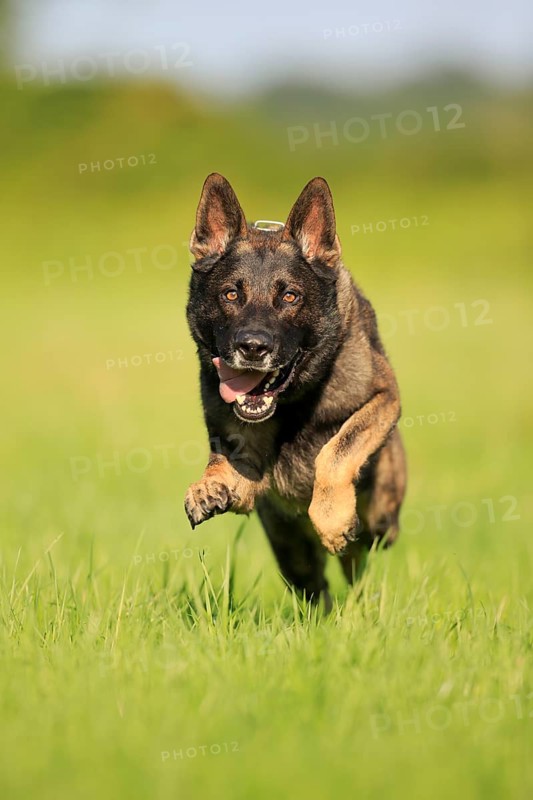 German shepherd Domestic dog