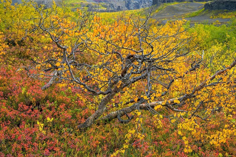 Colourful autumn colours in