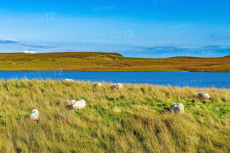 Sheep grazing on Loch Leathan