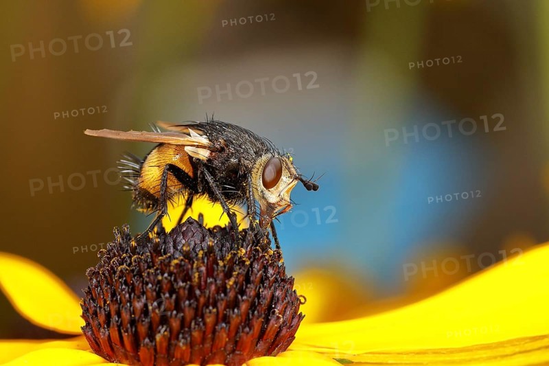 Giant tachinid fly