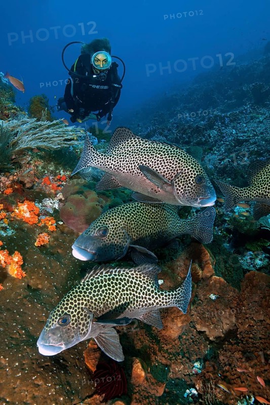 Diver looking at small group of Harlequin sweetlip