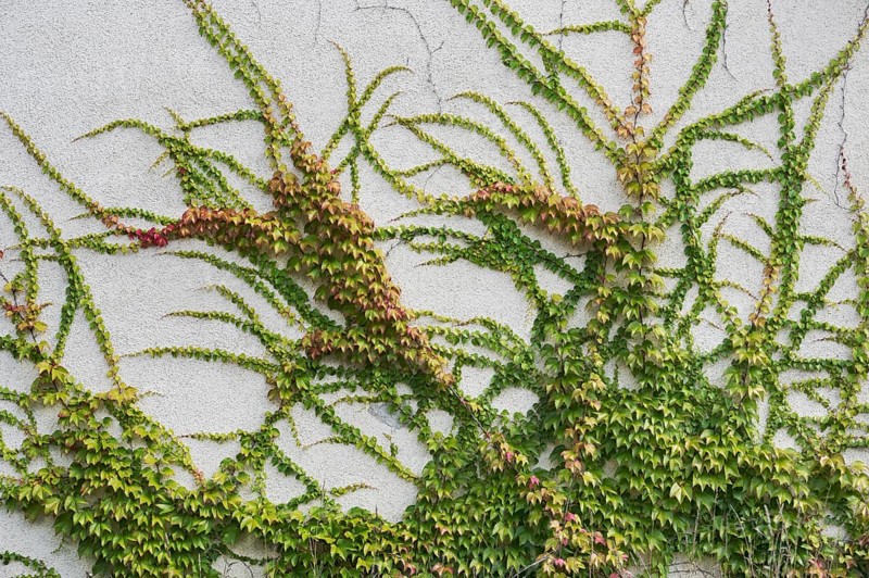 Boston ivy