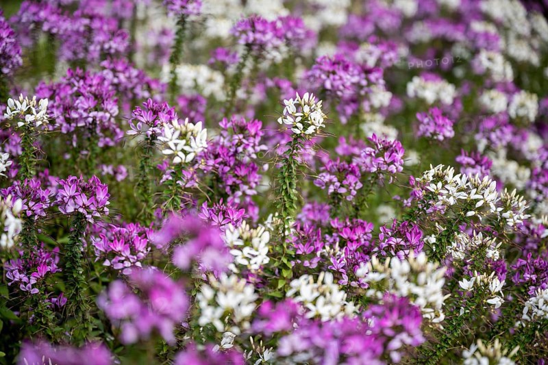 Spiny spiderflowers