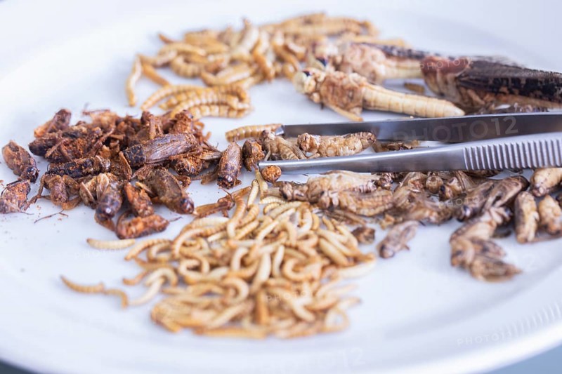 Insect pests with tweezers in a food control laboratory