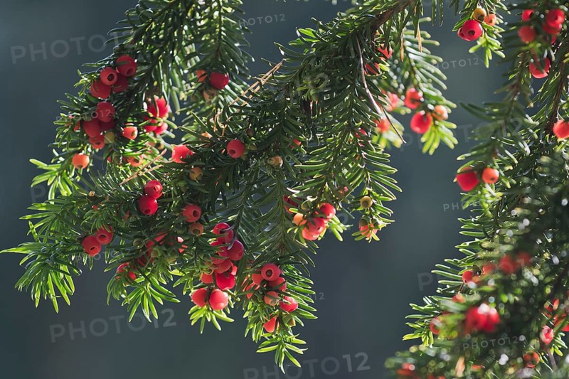 English yew