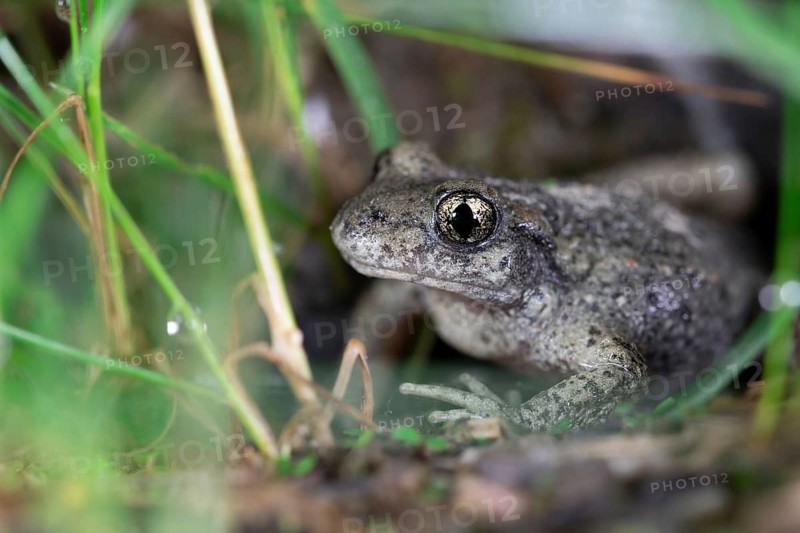 Common midwife toad
