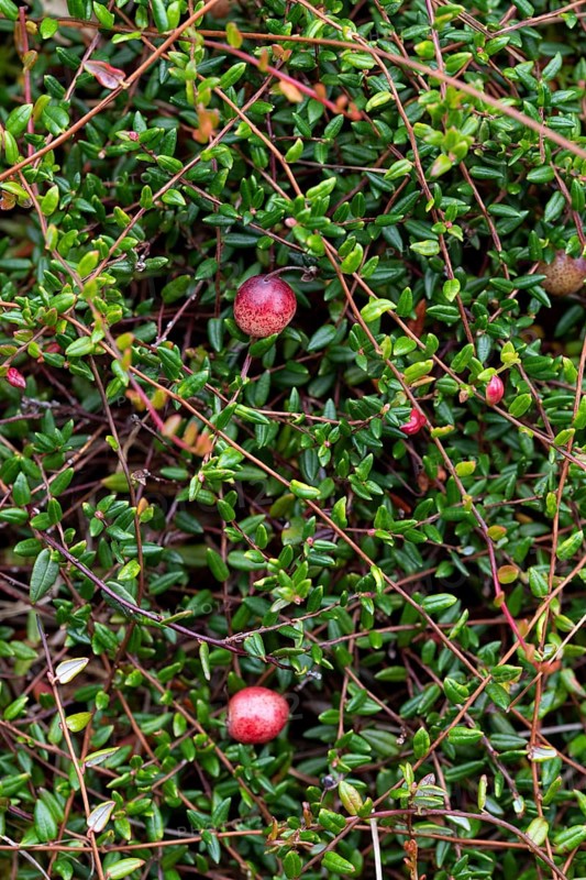 Small cranberry