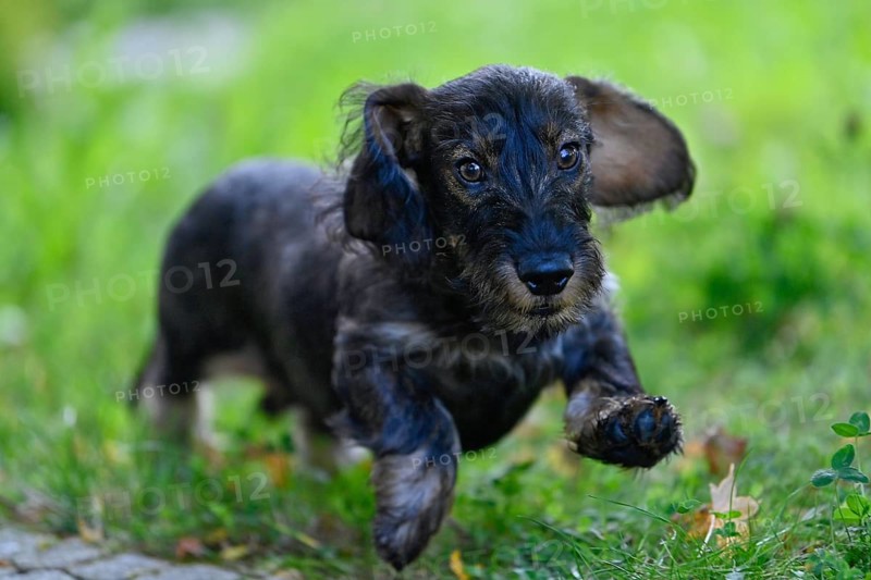 Wire-haired dachshund