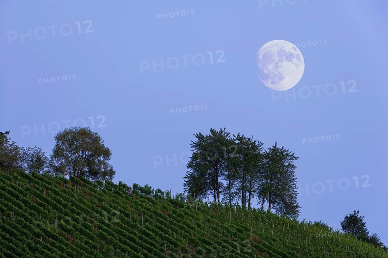 Moonrise over vineyard