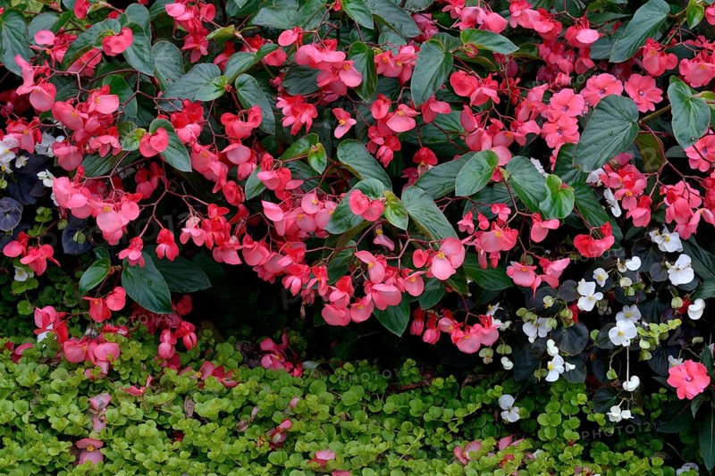 Pink flowering begonias