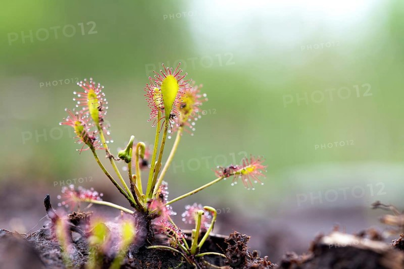 Oblong leaved sundews