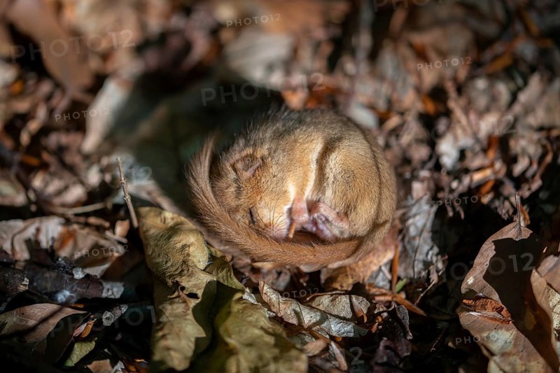 Hazel dormouse