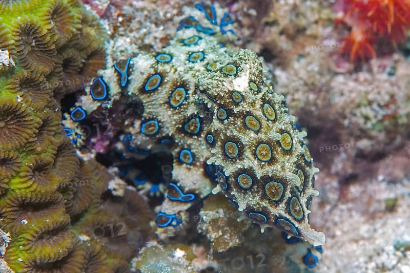 Blue ringed Octopus