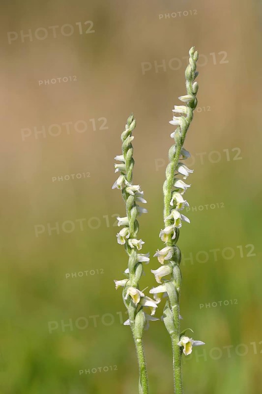Autumn lady's tresses