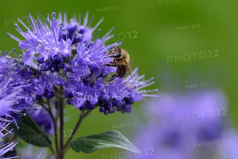 Bee on bearded flower