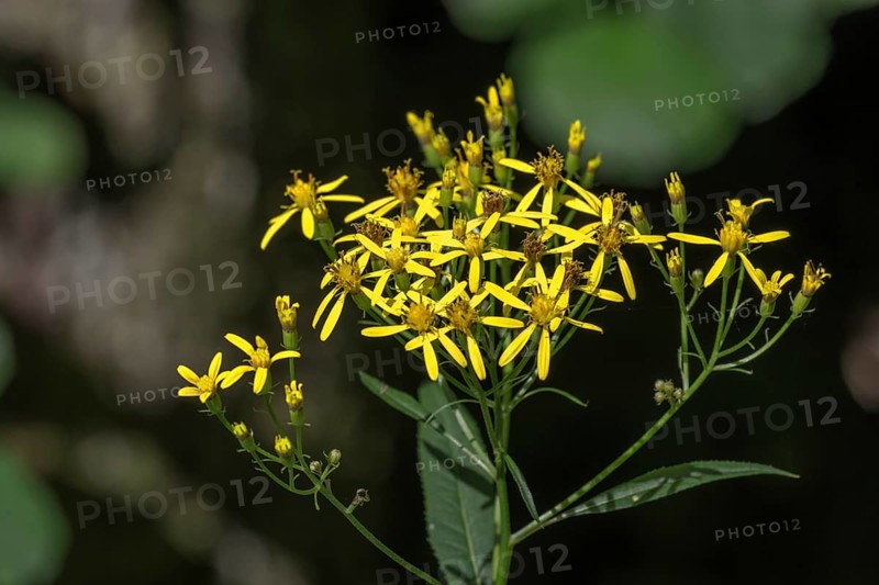 Wood Ragwort