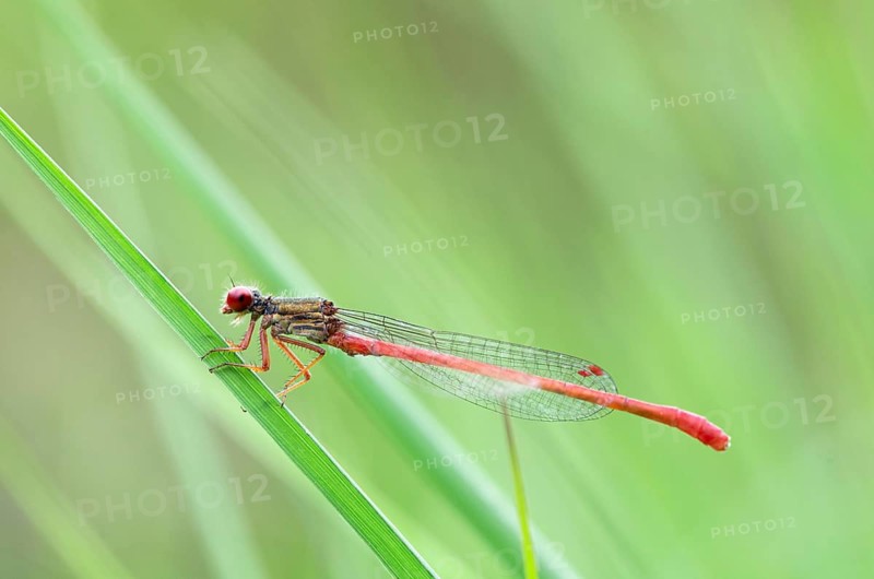 Small red damselfly