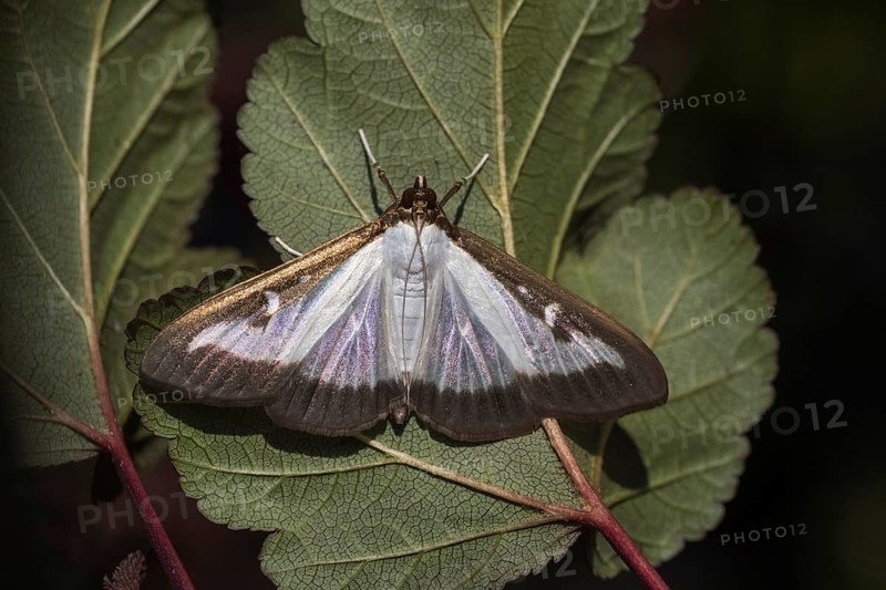 Box tree moth