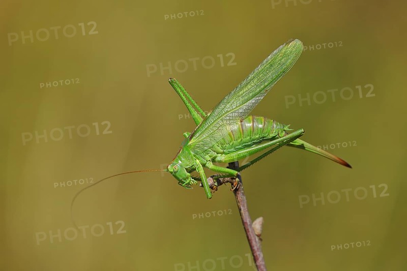 Great green bush cricket