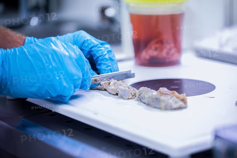 Laboratory technician prepares sample from a bovine animal in the food control laboratory with knife