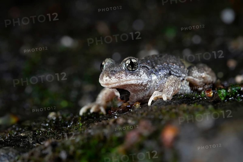 Common midwife toad