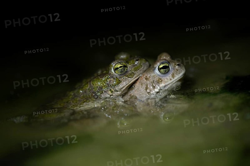 European green toad